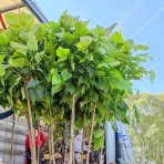 Katalpa bignóniovitá (Catalpa bignonioides) ´NANA´ - výška 300-320 cm, obvod kmeňa 6/8 cm, kont. C18L/C20L